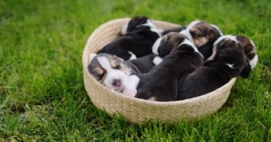 Birkaç küçük köpek yavrusu yeşil çimlerin üzerinde duran bir sepetin içinde uyuyorlar..