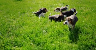 Neşeli aktif av köpekleri yeşil çimlerde koşar.