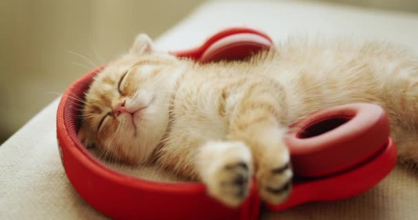 Retrato Gatito Rojo Quedó Dormido Mientras Escuchaba Música — Vídeo de stock