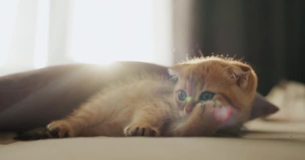 Funny Kitten Lies Window Put His Paw His Cheek — Stock Video