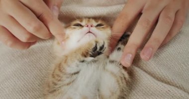 Sahibi evcil hayvanına masaj yapıyor. Zencefilli bir kedi yavrusu..