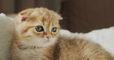 Sevimli bir kızıl kedi yavrusu portresi.