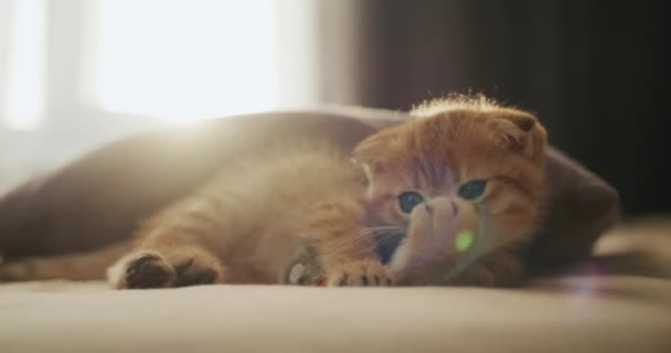 一只可爱的红猫带着玩具在床上玩耍 清晨的阳光从窗户射出 舒适舒适的房子里 4K视频 — 图库视频影像