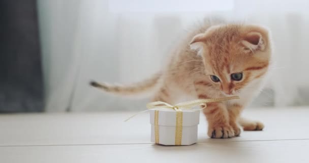 Ginger Kitten Recibió Regalo Examina Cuidadosamente Caja Regalo — Vídeo de stock