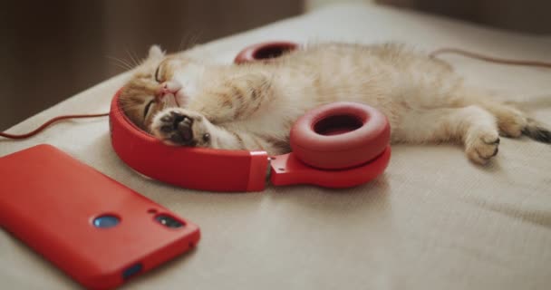 Kulaklıklarda Dinlenen Sevimli Kızıl Kedi Yavrusu Evcil Müzik Sever — Stok video