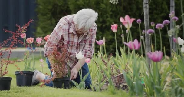 Una Anciana Está Plantando Flores Jardín Personas Mayores Activas — Vídeo de stock