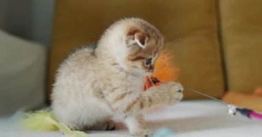 Sahibi bir evcil hayvanla oynuyor, sevimli kırmızı bir kedi yavrusu..