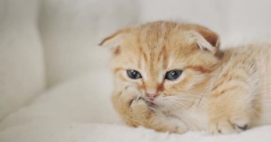 Yavru kedi yatağında dinleniyor, patisini başının altına koy..