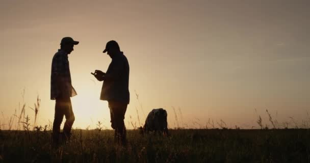 農民は牧草地で働いている 二人の男のシルエット牛は後ろに放牧 — ストック動画