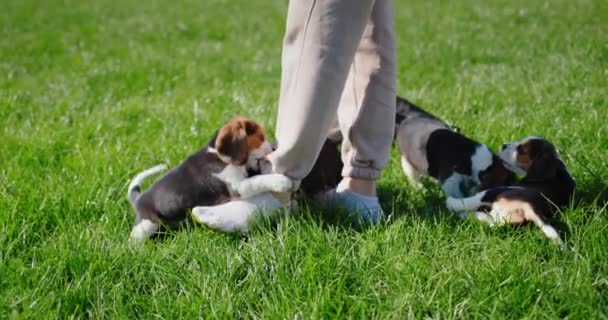 Bonito Filhotes Cachorro Beagle Ativo Jogar Com Proprietários Pés Gramado — Vídeo de Stock