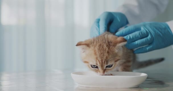 Veterinární Lékař Zkoumá Koťátko Rozptyluje Lahodnou Lahůdkou — Stock video