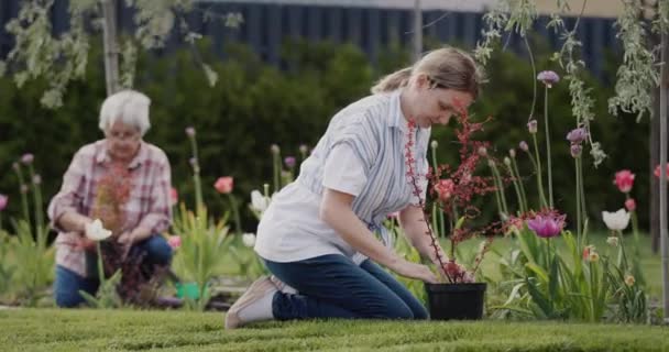Kobieta Starszą Matką Pracującą Razem Ogrodzie Sadzenie Kwiatów — Wideo stockowe