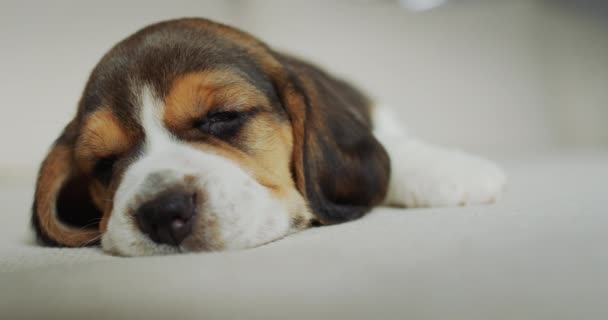 Porträt Eines Niedlichen Beagle Welpen Nickerchen Auf Der Couch — Stockvideo