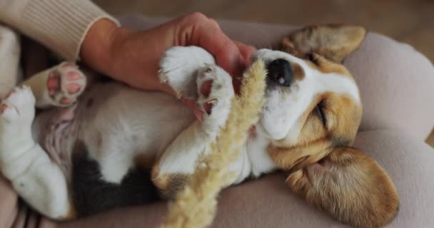 Mujer Jugando Con Divertido Perrito Beagle Somnoliento — Vídeo de stock
