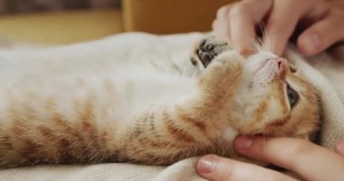 Sahibi evcil hayvanına masaj yapıyor. Zencefilli bir kedi yavrusu..