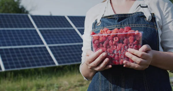 農家は新鮮なラズベリーを持っており 家庭用太陽光発電所のパネルの前に立っています 生態系と有機製品の概念 — ストック写真