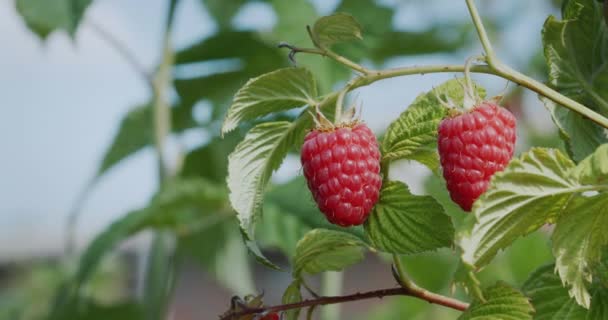 Para Petani Tangan Memetik Raspberry Close — Stok Video