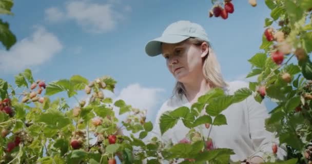 Vrouwelijke Boer Het Veld Frambozen Plukken — Stockvideo