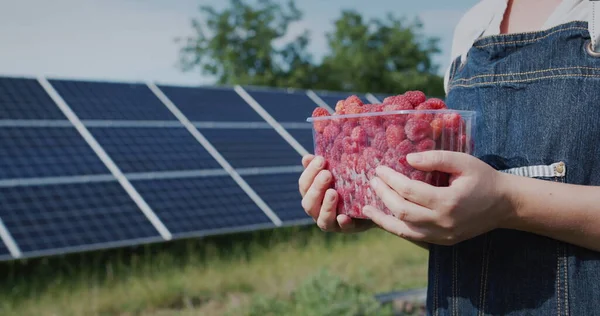 農家は新鮮なラズベリーを持っており 家庭用太陽光発電所のパネルの前に立っています 生態系と有機製品の概念 — ストック写真