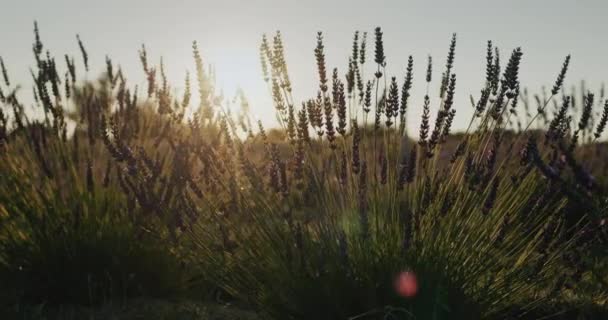 Row Lavender Bushes Sunset Slider Shot — Stock Video