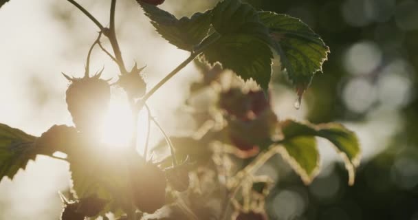 Güneşte Olgunlaşan Birkaç Ahududu Çiftlik Organik Ürünleri — Stok video