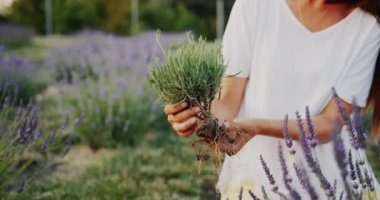 Tarlada lavanta tohumu taşıyan çiftçi elleri