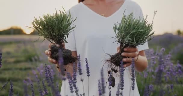 Woman Gardener Holding Two Saplings Lavandin Her Hands — Stock Video