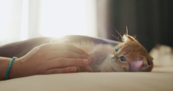 Sahibinin Eli Pencerenin Yanında Sevimli Bir Kızıl Kediyle Oynuyor Video — Stok video