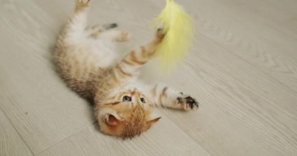 Ginger Kitten Plays Owner Grabs Toy Its Paws — Vídeo de stock