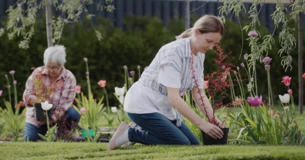 一位精力充沛的老妇人带着一个成年女儿在房子附近的花园里种花 — 图库视频影像