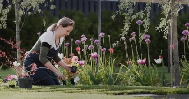 Жінка Середнього Віку Саджає Квіти Саду — стокове відео