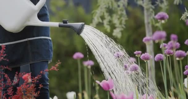 Podlewanie Kwiatów Ogrodzie Konewki Spowolnienie Ruchu Wideo — Wideo stockowe