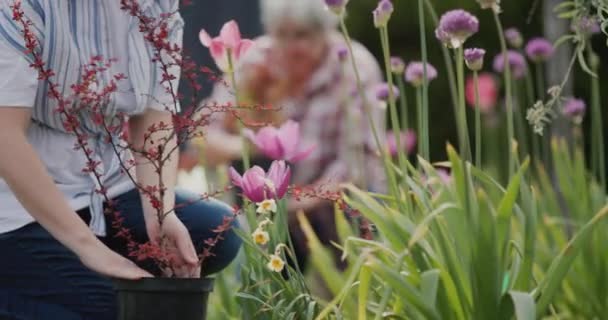 Две Женщины Сажают Цветы Саду Украшают Задний Двор Дома — стоковое видео
