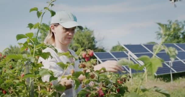 Fermierul Recoltează Zmeură Panouri Solare Fundal — Videoclip de stoc