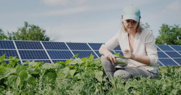 Farmer Plucks Pea Pods Solar Panels Background — 图库视频影像