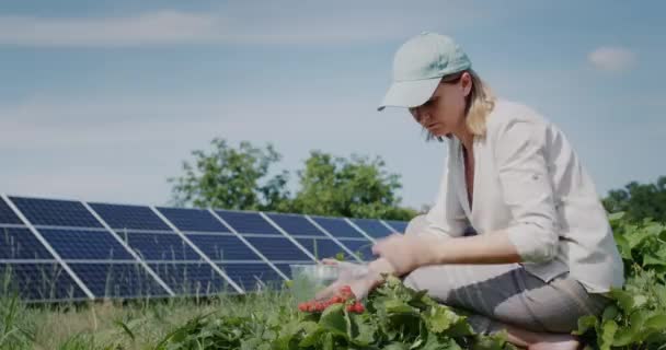 Farmer Plucks Pea Pods Solar Panels Background — Stock video