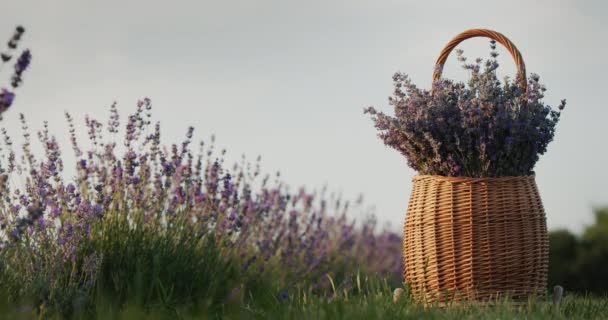 Плетений Кошик Лавандою Лавандовому Полі Сільський Пейзаж — стокове відео