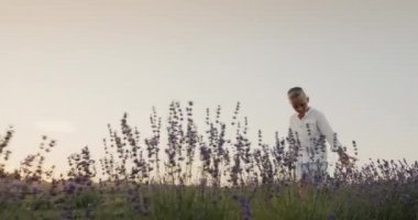 Bir çiftlik çocuğu çiçek açan lavanta tarlasında yürüyor, eliyle çiçekleri okşuyor. Yavaş çekim videosu