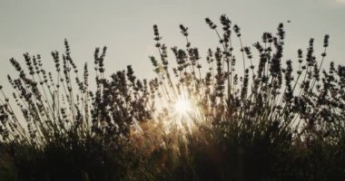 The sun shines through the lavender bush. The beauty of summer.