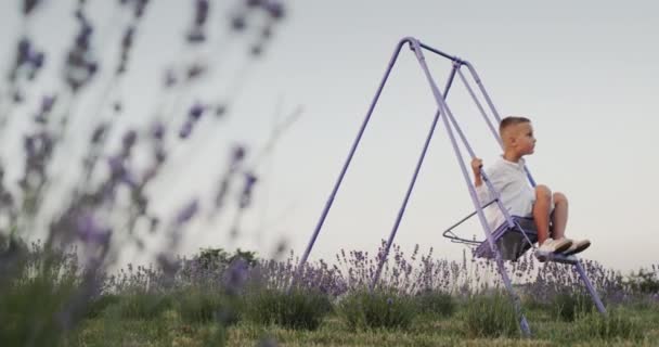 Carefree Boy Rides Swing Lavender Field Happy Childhood — Vídeos de Stock