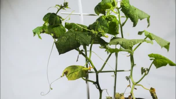 Cucumber Fights Drought Revives Finally Withers — Stok Video