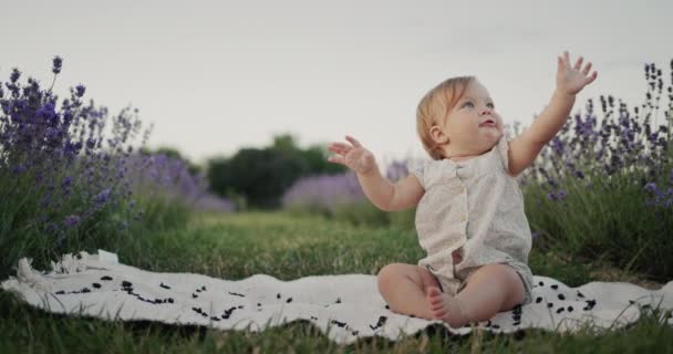 Portrait Carefree Child Lavender Field Girl Sits Tall Lavanlin Bushes — ストック動画