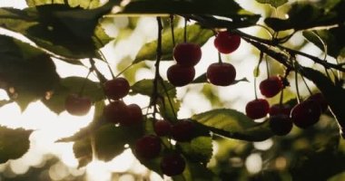 Bir dalda birkaç kiraz olgunlaşır. 4k video