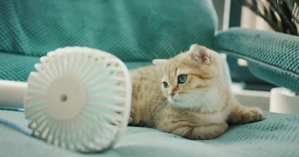 Kitten Resting Fan Hot Day — Stockvideo