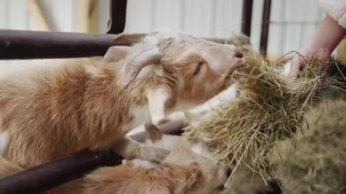 A child feeds goats, hands them hay through a fence in a barn