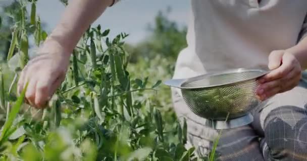 Αγρότες Χέρια Μαζεύουν Λοβούς Από Πράσινα Μπιζέλια Στον Κήπο — Αρχείο Βίντεο