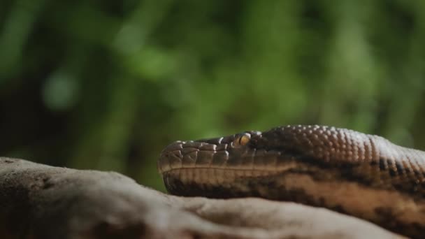 Het Hoofd Van Een Grote Python Een Boomtak Steekt Tong — Stockvideo