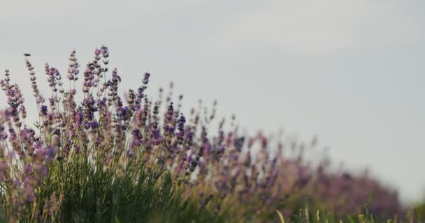 Row Beautiful Lavender Bushes Blue Sky — Stok video
