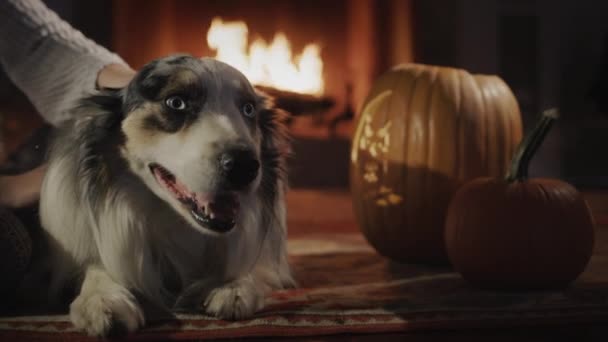 Owner Dog Resting Fireplace House Decorated Halloween — Vídeo de stock