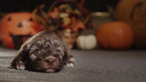 Small Puppy Lies Pumpkins Decorations Autumn Holidays Halloween — Vídeo de Stock